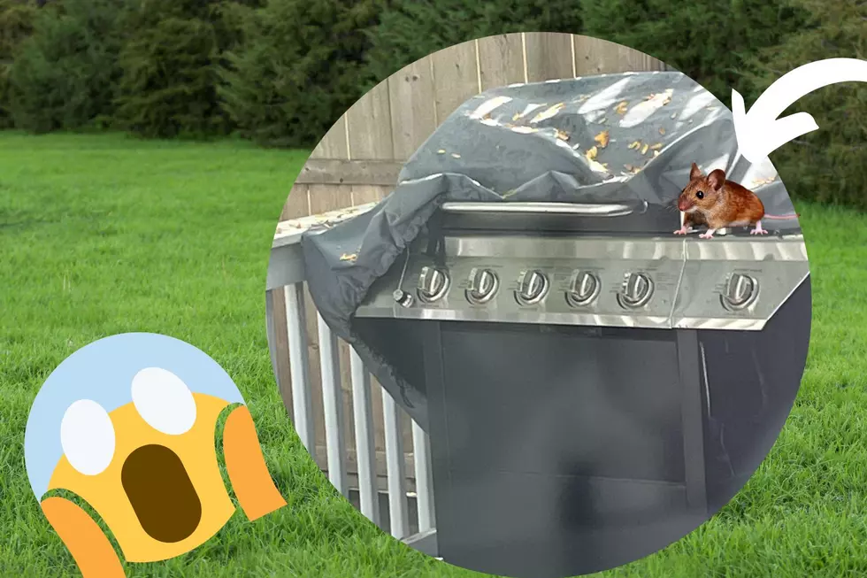 I Wasn’t Expecting This Surprise When I Opened My BBQ Grill