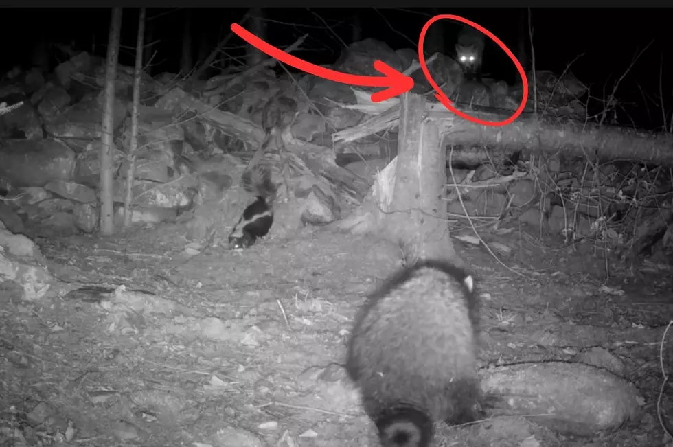 VIDEO: Once-in-a-Lifetime Moment Caught on New York Trail Cam