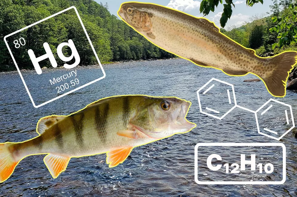 Toxic: New York Department of Health Issues New Fish Advisories