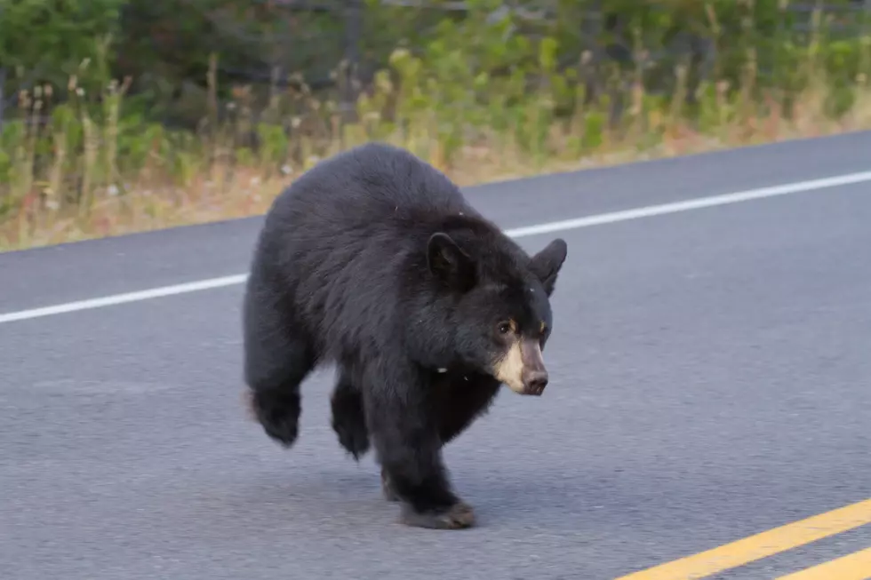 Bears In Hudson Valley Spotted On Train Tracks In New York State