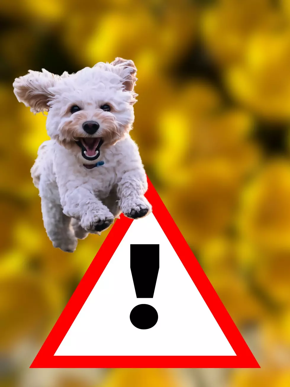 Warning: This Spring Plant Is Toxic to Dogs
