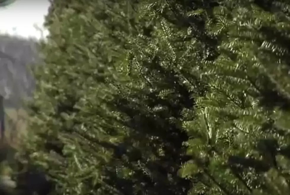 List of Local Christmas Tree Farms