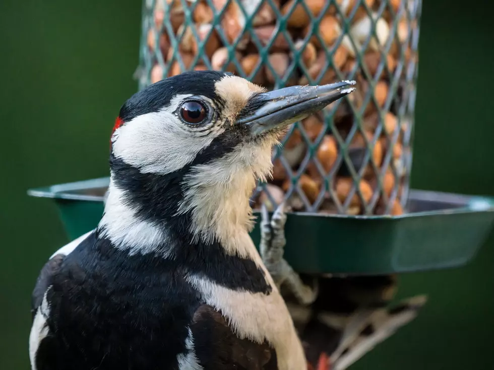 Easy: Do This To Minimize Bird Viruses In The Hudson Valley