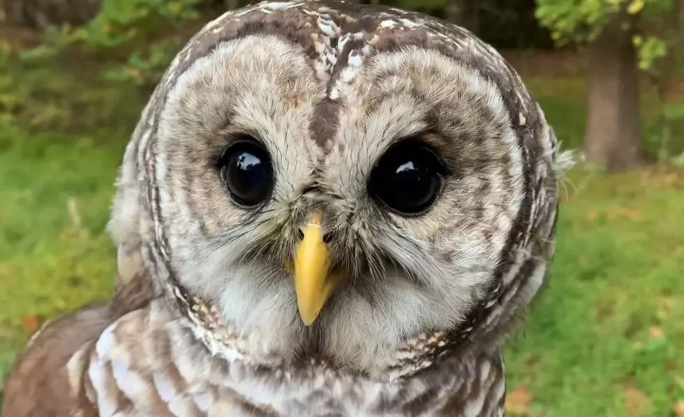 Popular Pine Bush Restaurant Goes to the Birds Sunday