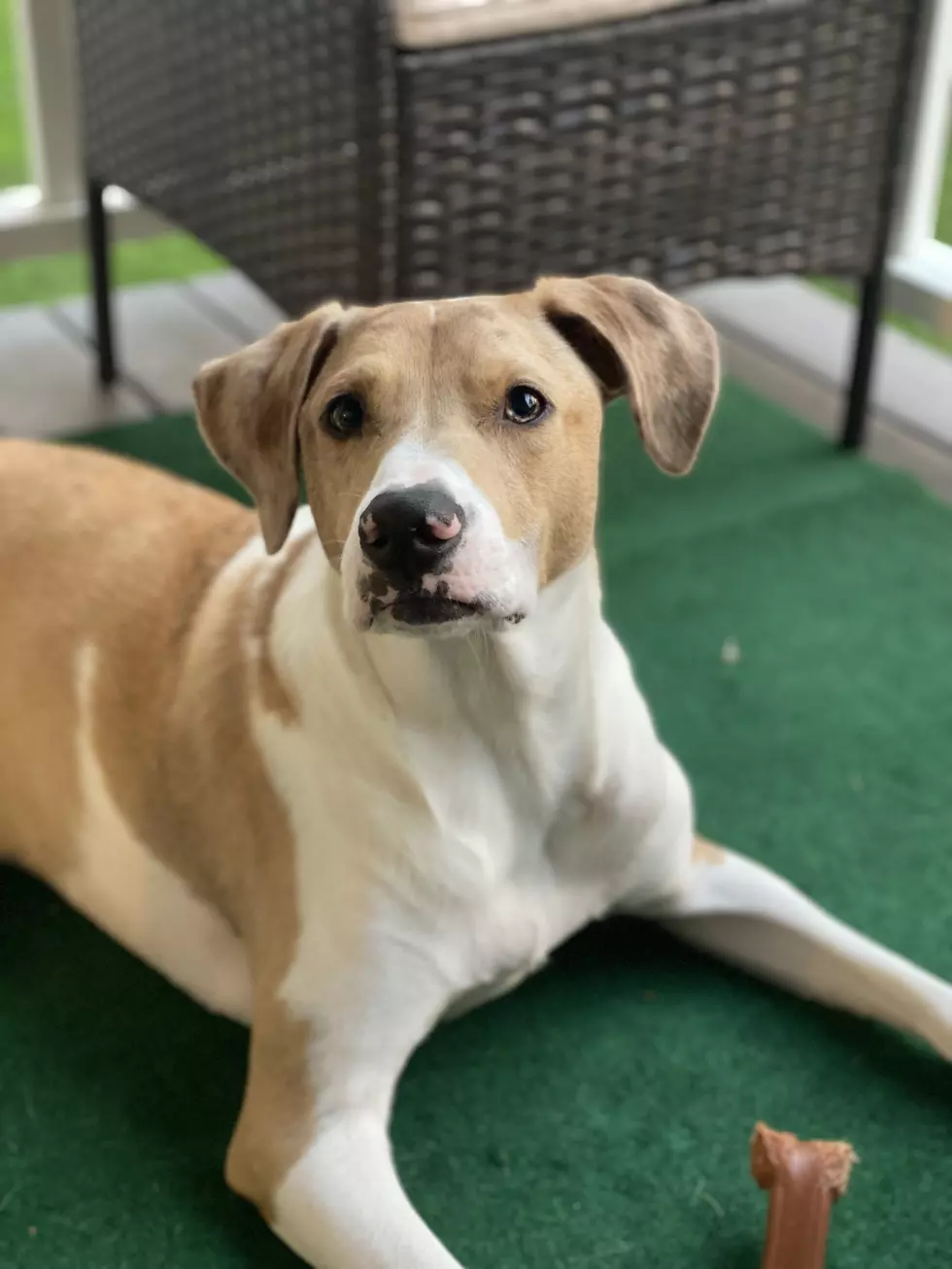@Alan_the_Pup - Instagram