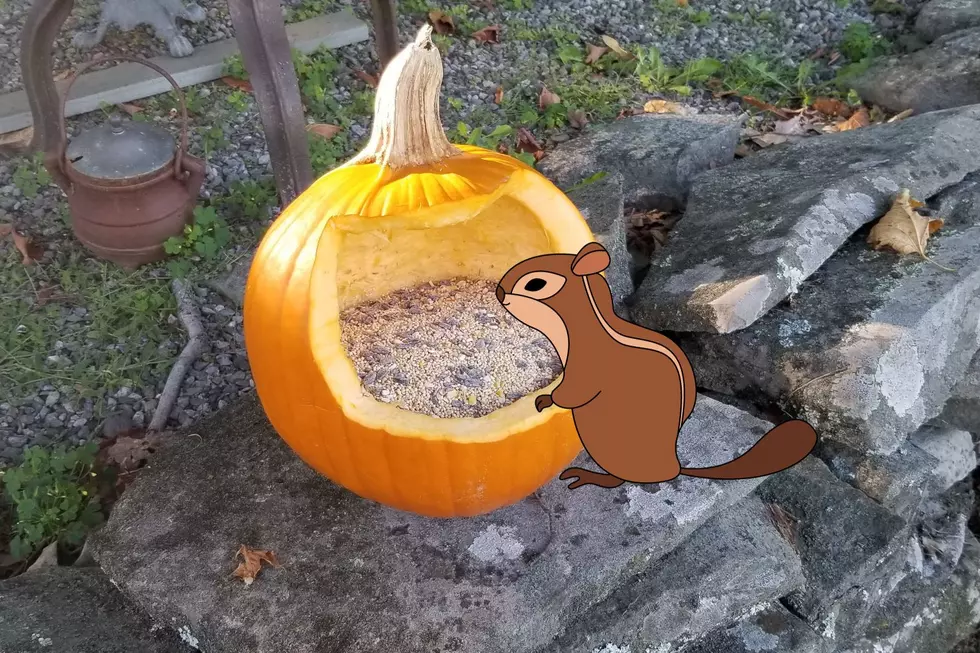 Look: The Best Halloween Project With Hudson Valley Wildlife Flare