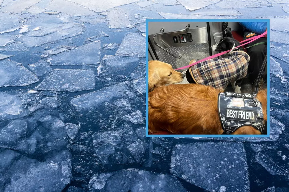 Lucky Dog Rescued off Ice in the Hudson River