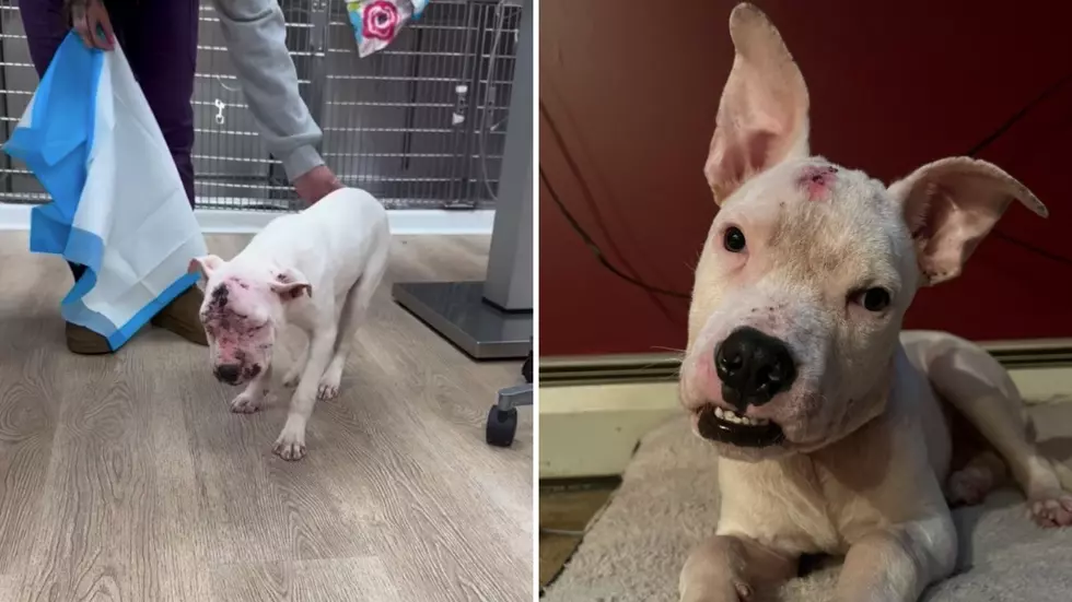 Monticello, New York Dog Makes Incredible Recovery After Abuse