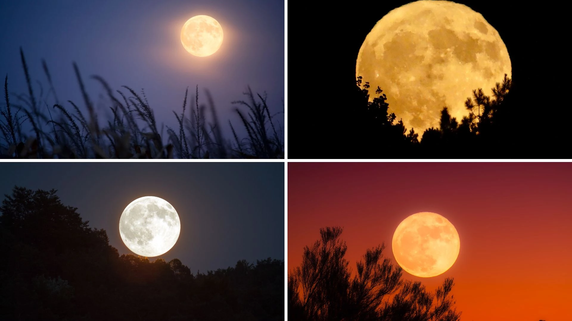 Look Up! Here’s When You Can Catch Every Full Moon in 2025