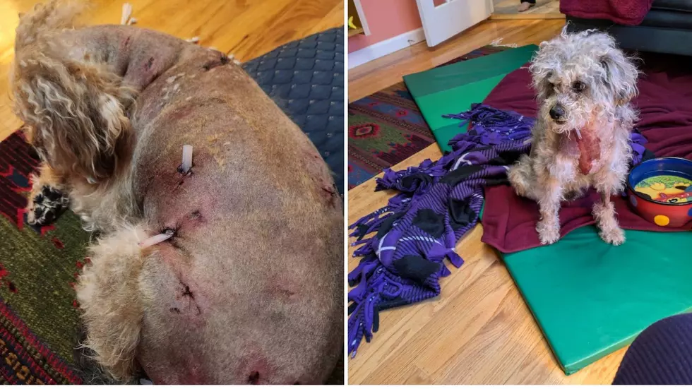 Dog Ferociously Attacked at Popular Hudson Valley Park