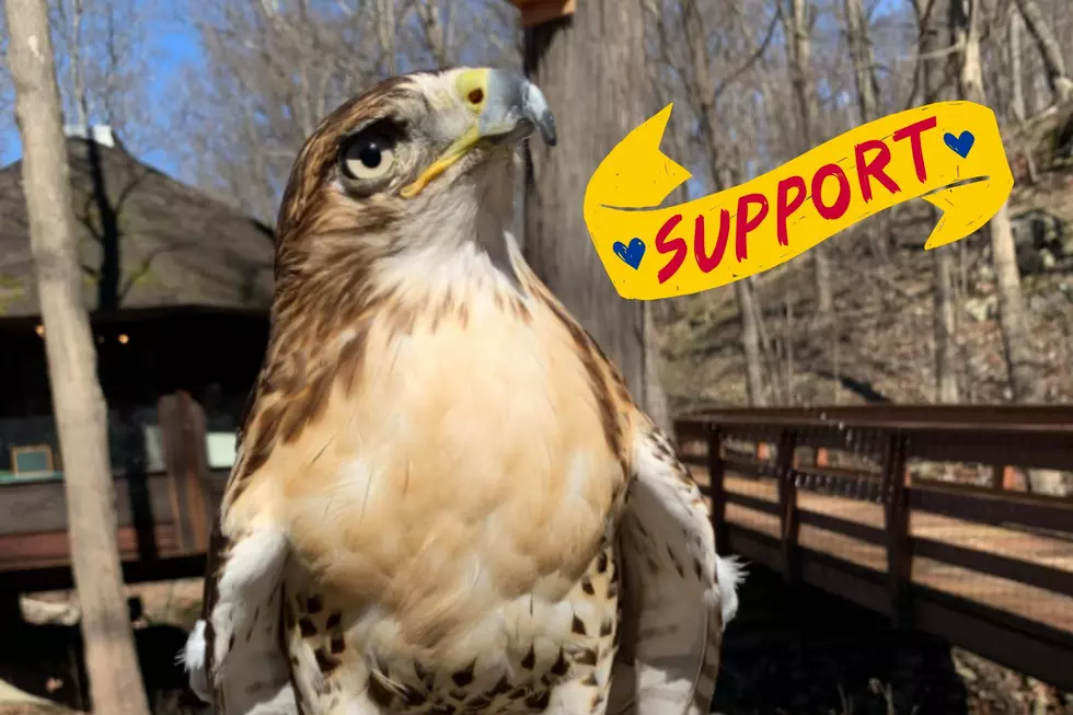Anonymous Donor Gives A Hawk Flight in Cornwall New York
