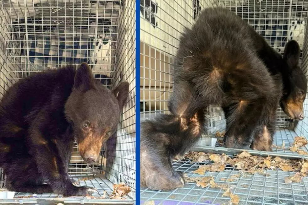 Small Bear Gets Second Chance At New York Wildlife Center