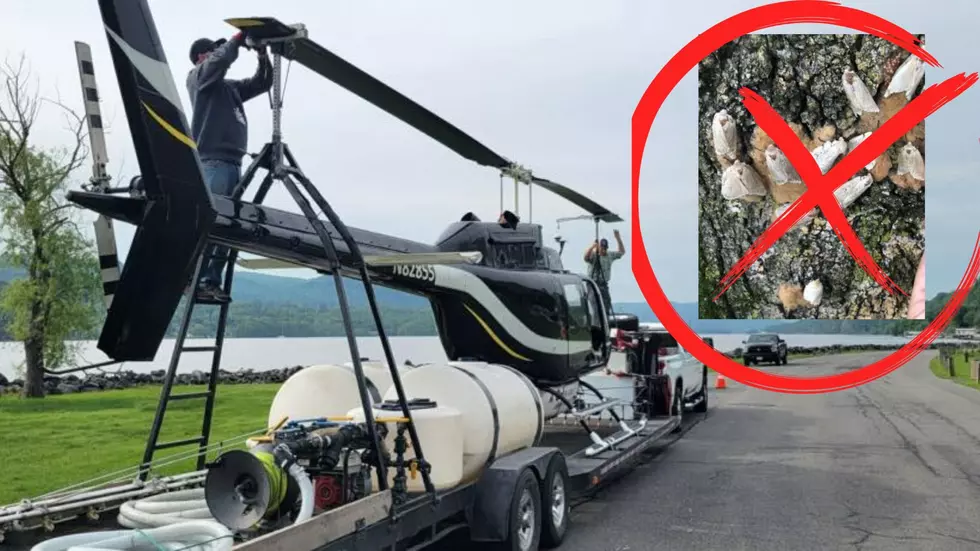 West Point DPW Battles Invasive Spongy Moth Invasion By Helicopter