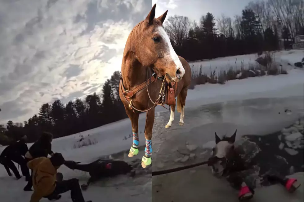 Rescued Horse Joins Police Department in Upstate New York