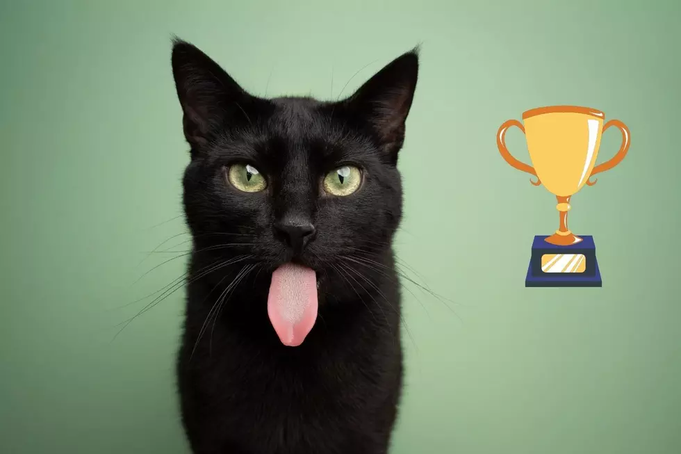 New York Cat Nominated For Nationwide Hambone Award