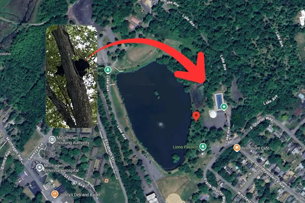 Black Bear Sighting at Park in Orange County, NY