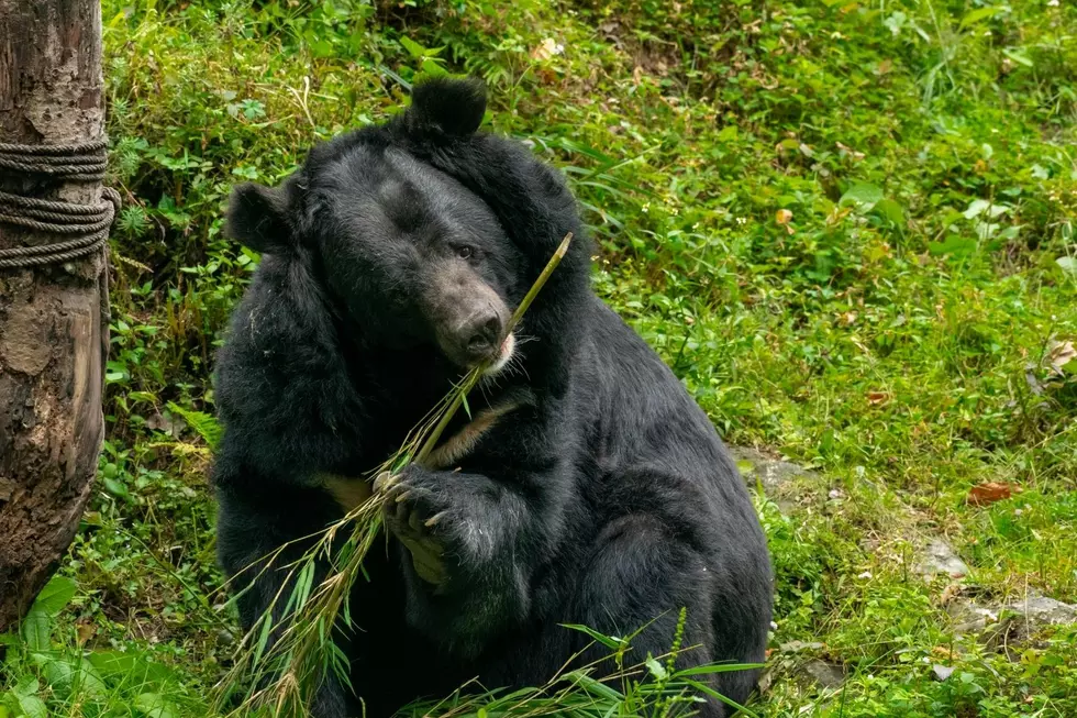 Mutilated Bear Found on Road in Orange County