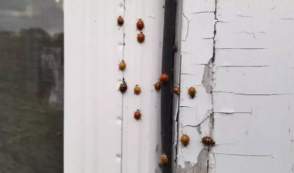 It Is the Time of Year For New York To Be Invaded by Beetles