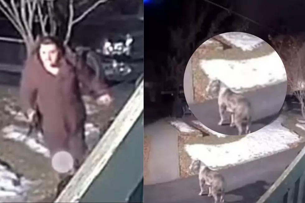 Reward Offered For Tips on Dog Beating in Upstate New York