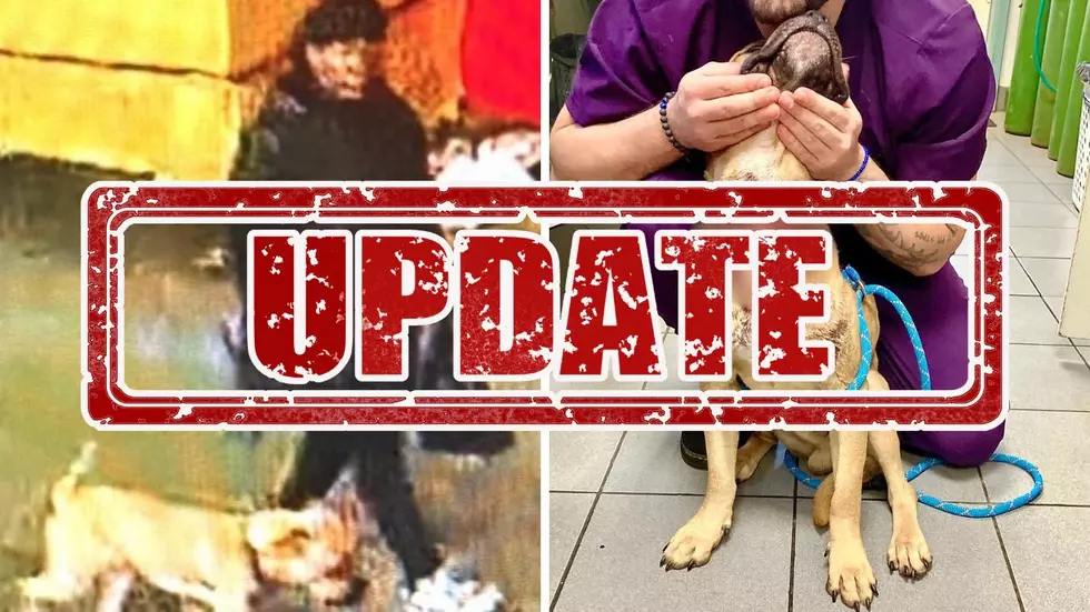 Yonkers Woman Arrested After Dog Found Abandoned With Severe Neck Injuries