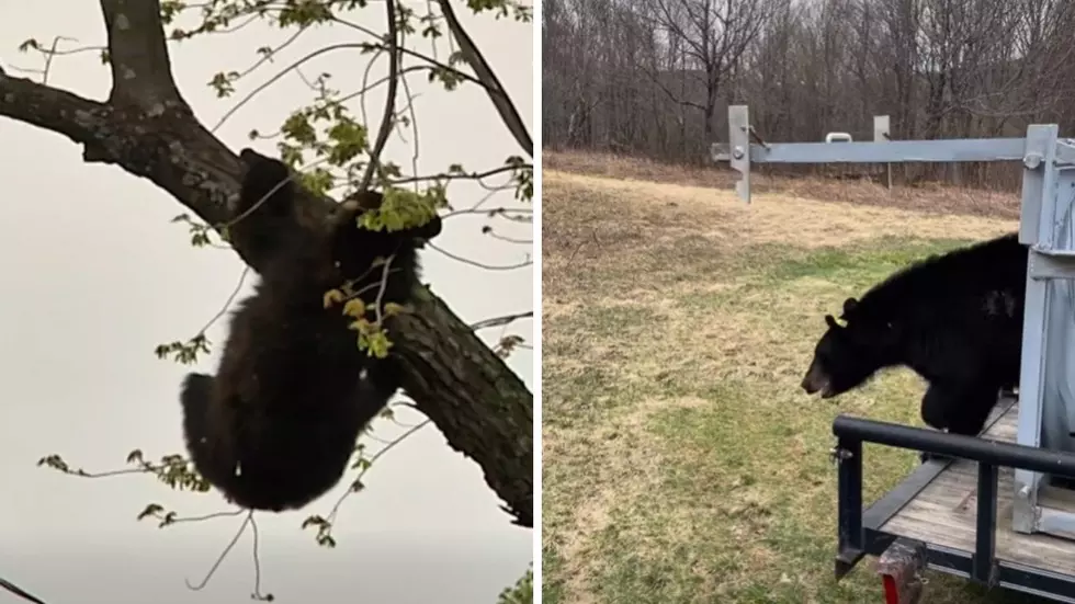 DEC, Albany Police Tranquilize Bear in Tree, Release It Back Into Wild