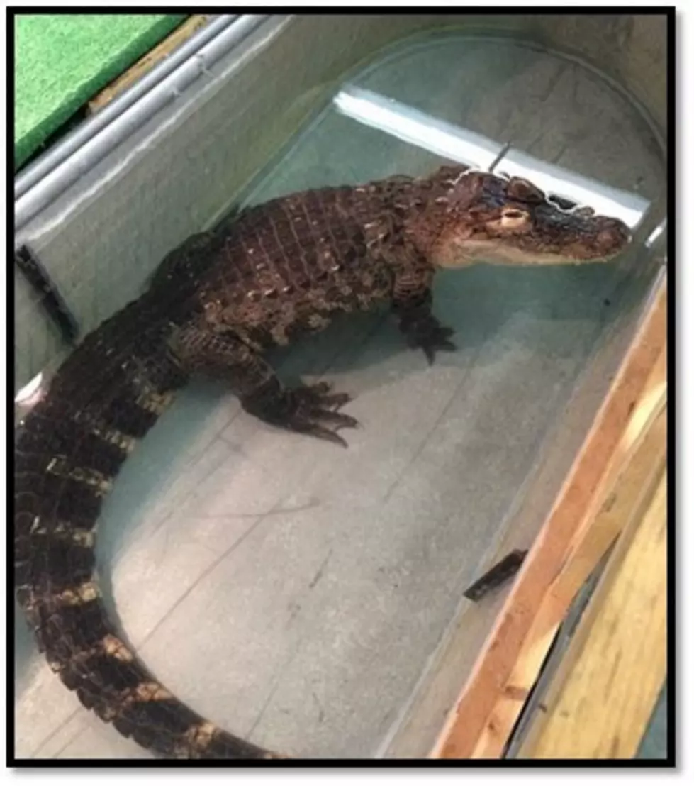 Illegal Alligator Removed From Home In New York City Region